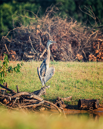 Great Blue Heron