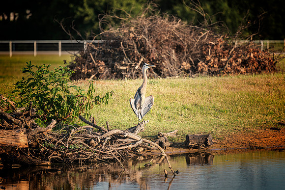 Great Blue Heron