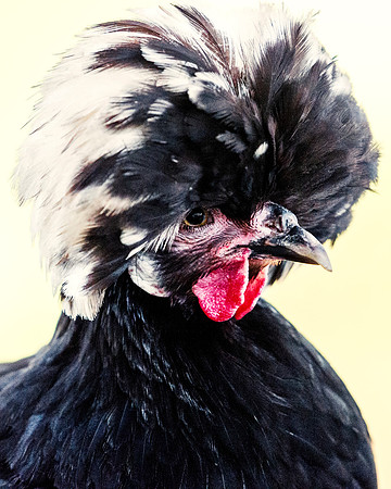 Black Polish Hen