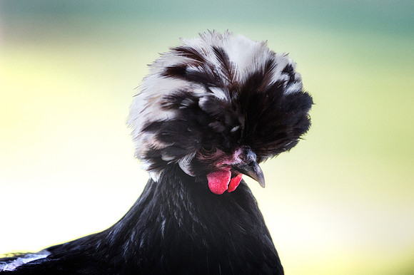 Black Polish Hen