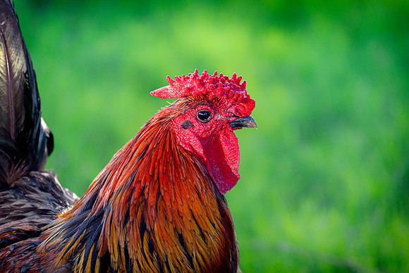 Rooster's Portrait