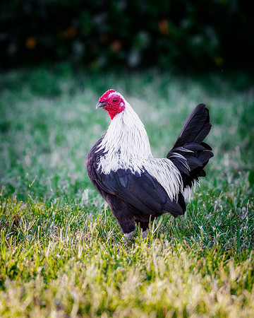 Small Rooster
