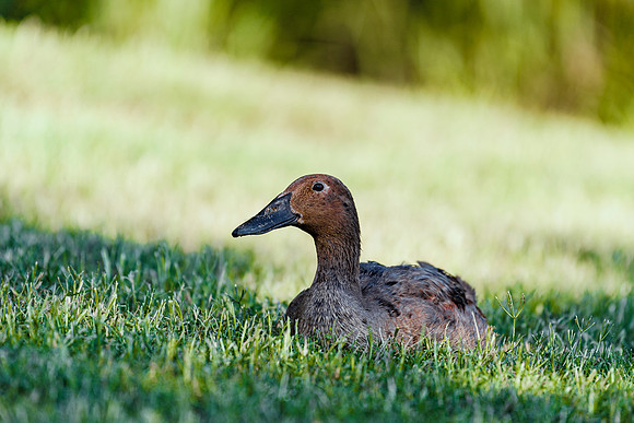 Runner Duck