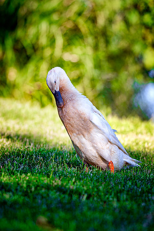 Runner Duck