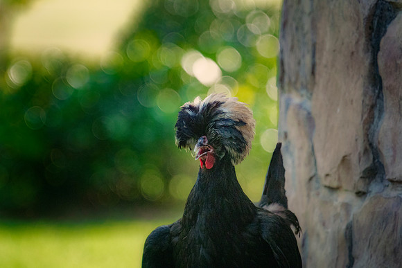 Black Polish Hen