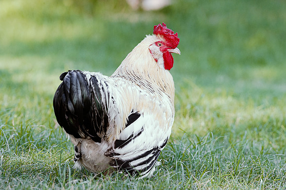 Rooster