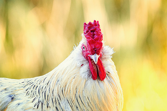Rooster's Portrait