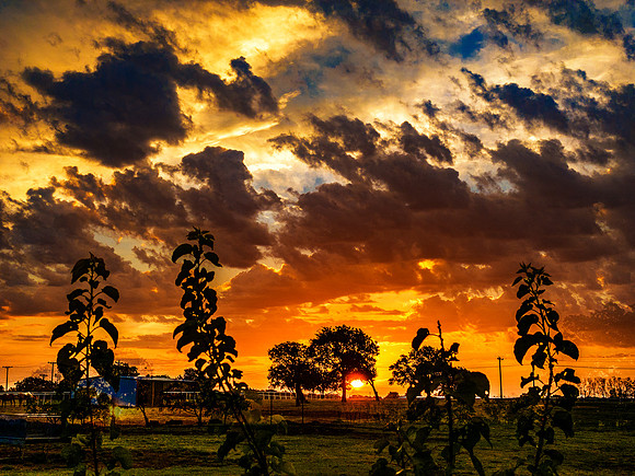 Texas Sunrise