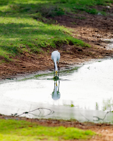 Great White Egret