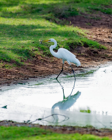 Great White Egret