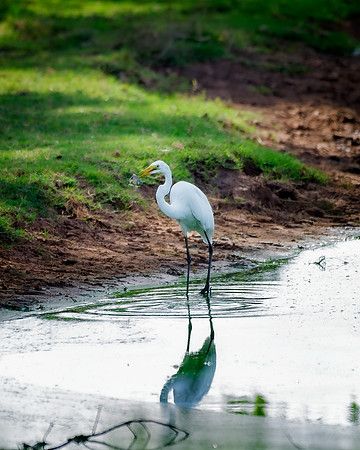 Great White Egret