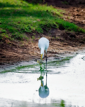 Great White Egret