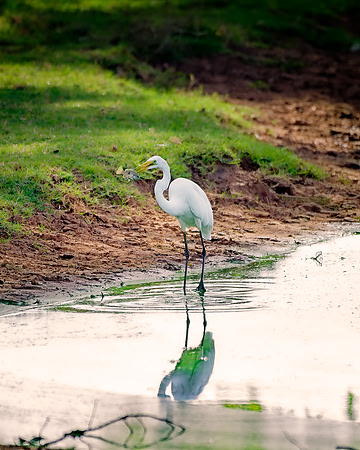 Great White Egret