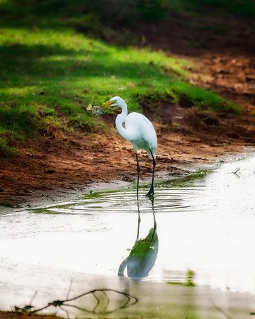 Great White Egret
