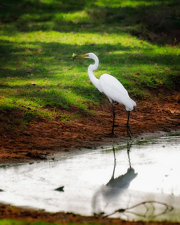 Great White Egret