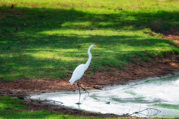 Great White Egret