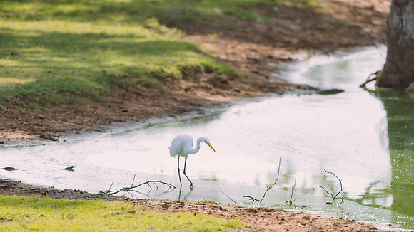 Great White Egret