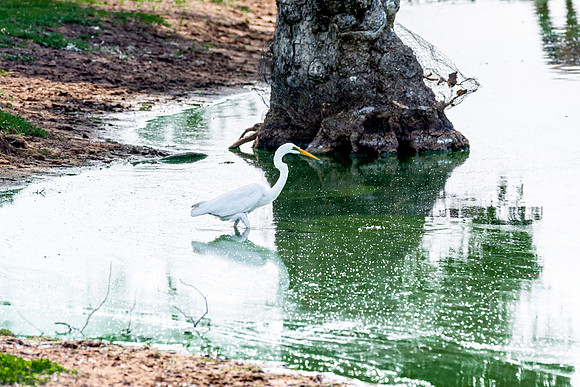 Great White Egret