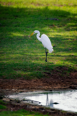 Great White Egret