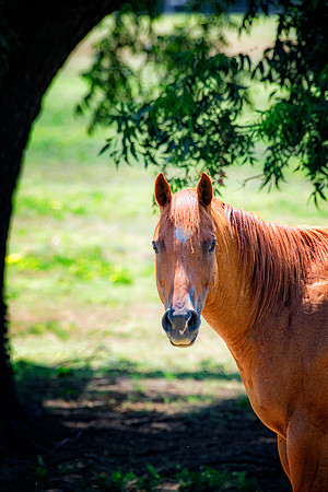 Horse's Portrait