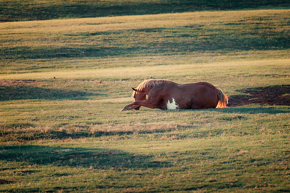 Paint Horse