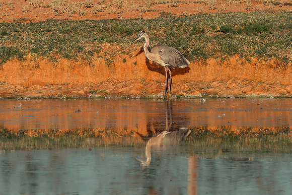 Great Blue Heron