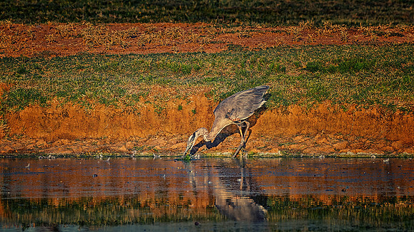 Great Blue Heron
