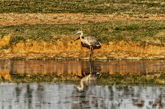 Great Blue Heron