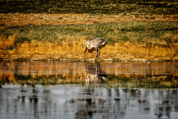 Great Blue Heron