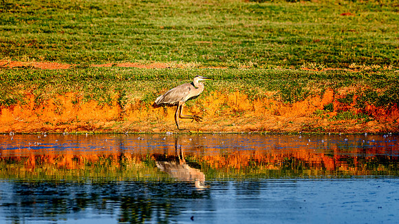 Great Blue Heron