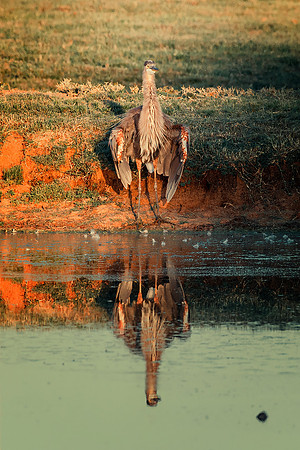 Great Blue Heron