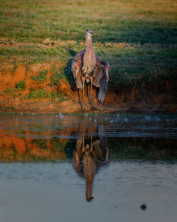 Great Blue Heron
