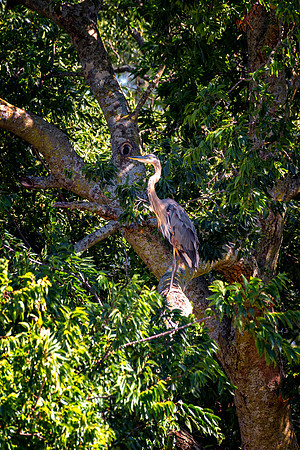 Great Blue Heron