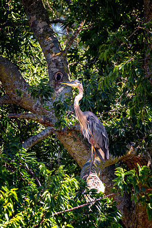 Great Blue Heron