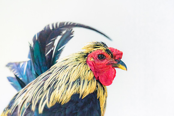 Rooster's Portrait
