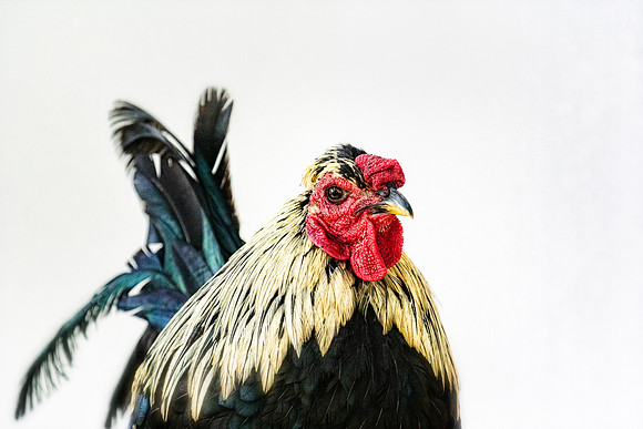 Rooster's Portrait