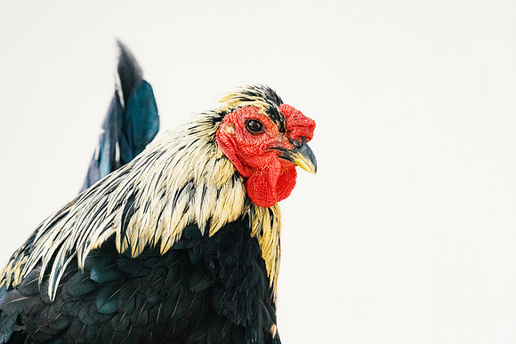 Rooster's Portrait