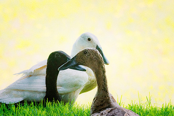 Runner Ducks