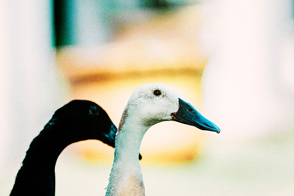 Runner Ducks