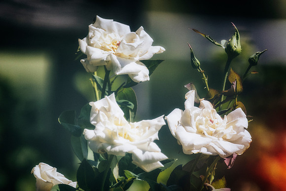 White Roses