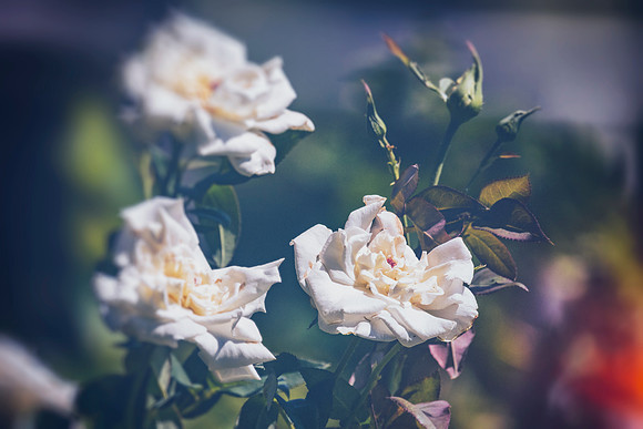 White Roses