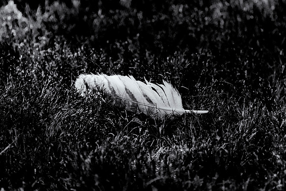 Feather
