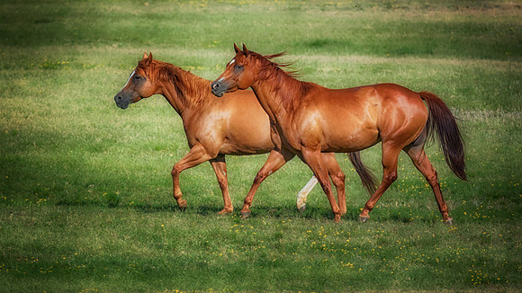 Happy Horses