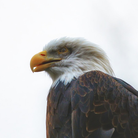Bertazzoni, Nikon, USA, bald eagle, beak, bird, claws, colors, colors, details, feathers, feathers, flying, hunting, predator, wings