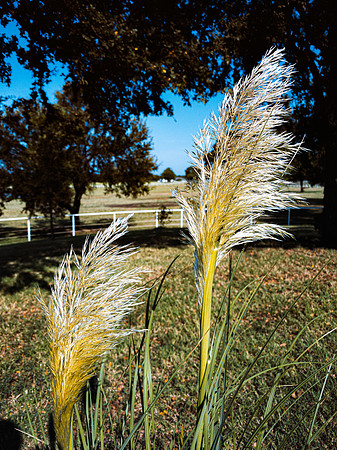 Cane Thicket