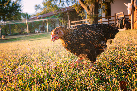 Young Hen
