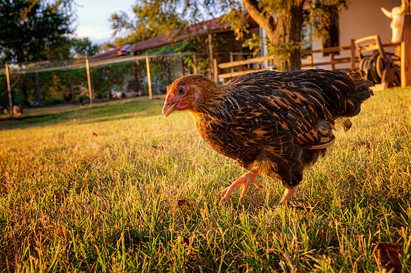 Young Hen