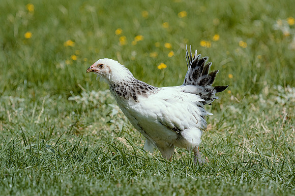 Young Rooster in Action