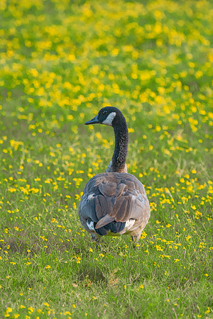 Canadian Goose
