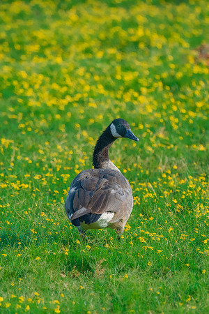 Canadian Goose